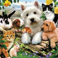 Приют для животных